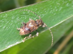 Plistonax difficilis