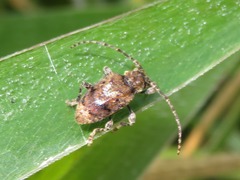 Plistonax difficilis