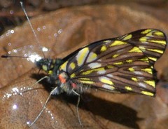 Catasticta philone variabilis