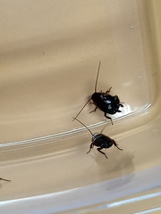 Loboptera