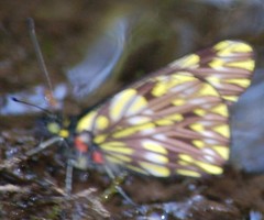 Catasticta philodora