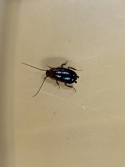 Loboptera