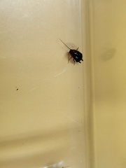 Loboptera
