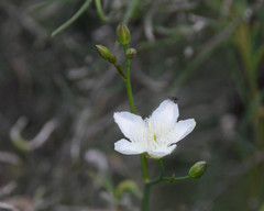Ornduffia albiflora