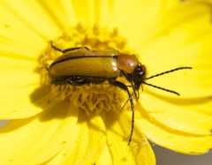 Nemognatha scutellaris