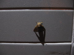 Quasithosea obliquistriga