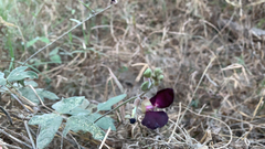 Macroptilium atropurpureum