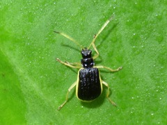 Paratriarius