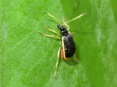 Paratriarius
