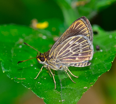 Callimormus interpunctata
