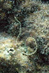 Corythoichthys conspicillatus