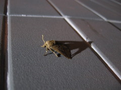 Quasithosea obliquistriga