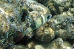 Parupeneus insularis