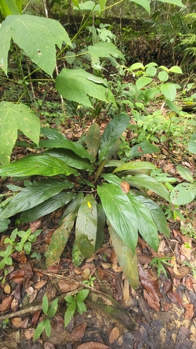 Image of Tacca cristata by (c) Cheongweei Gan, some rights reserved (CC BY)