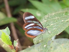 Oleria quintina