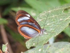 Oleria quintina