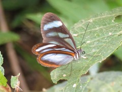 Oleria quintina