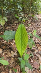 Garcinia griffithii