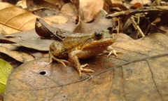 Leptodactylus pustulatus