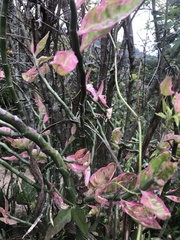 Euphorbia tithymaloides