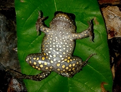Leptodactylus pustulatus