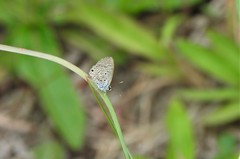 Hemiargus hanno