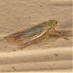 Cicadula