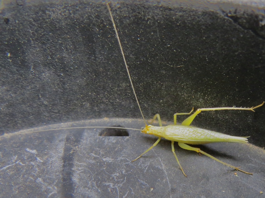 Snowy Tree Cricket from South Mountain Village, Phoenix, AZ, USA on ...