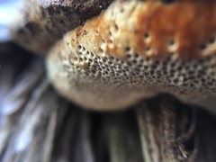Pyrofomes juniperinus