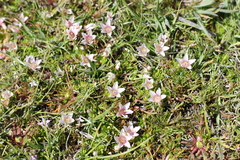 Lysimachia buxifolia