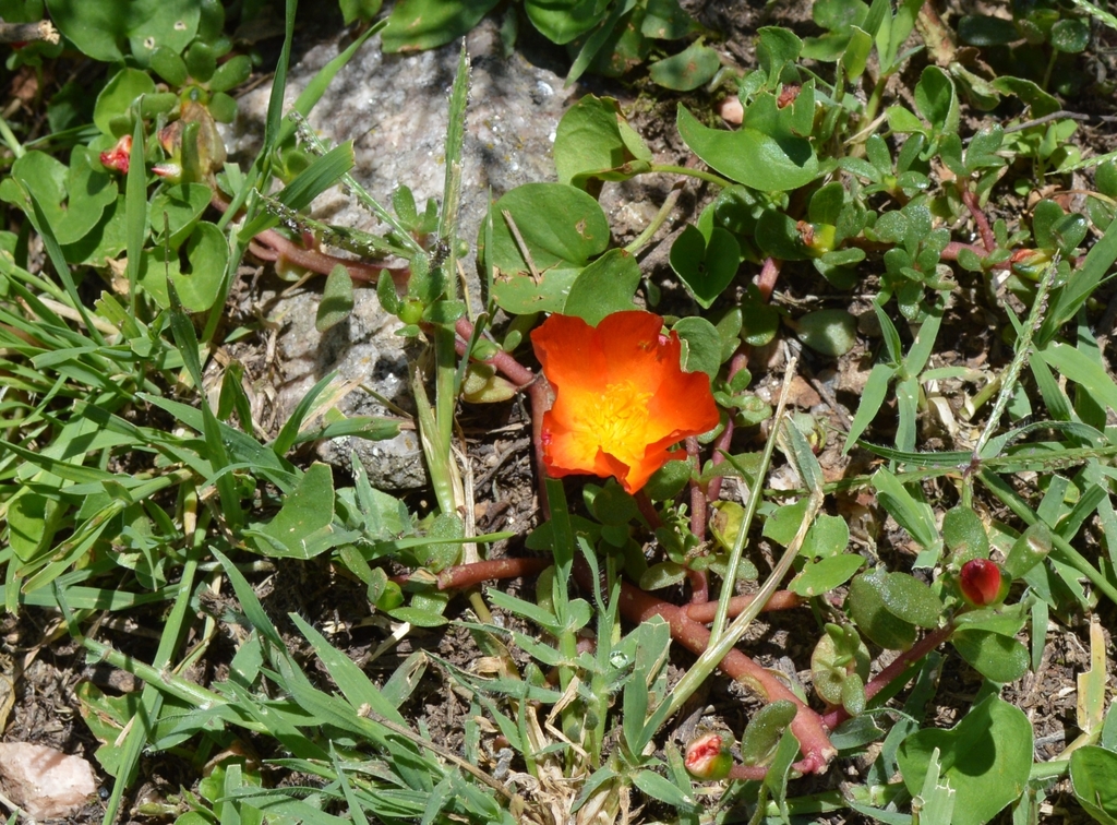 Portulaca fulgens (Portulaca fulgens)