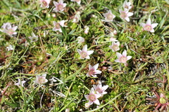 Lysimachia buxifolia
