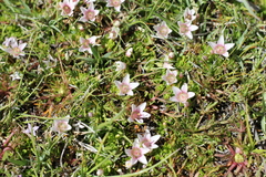 Lysimachia buxifolia