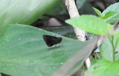 Hesperiinae