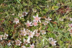 Lysimachia buxifolia