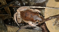 Leptodactylus mystaceus