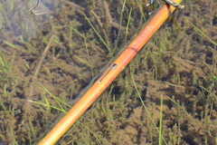 Cyanallagma interruptum