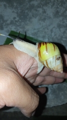 Amphidromus perversus