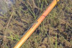 Cyanallagma interruptum