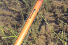 Cyanallagma interruptum