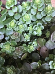 Portulaca umbraticola