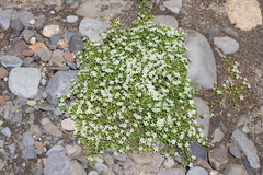 Arenaria serpens