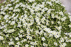 Arenaria serpens