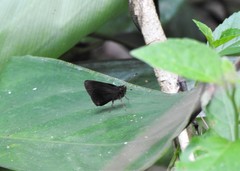 Hesperiinae