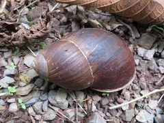 Megalobulimus popelairianus