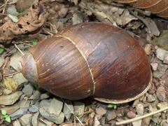 Megalobulimus popelairianus