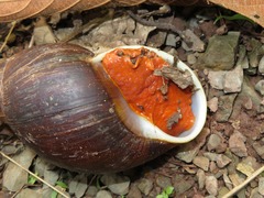 Megalobulimus popelairianus