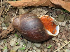 Megalobulimus popelairianus
