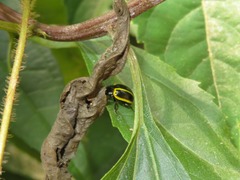 Desmogramma