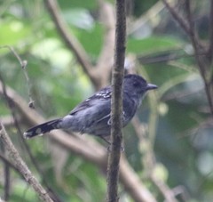 Thamnophilus caerulescens